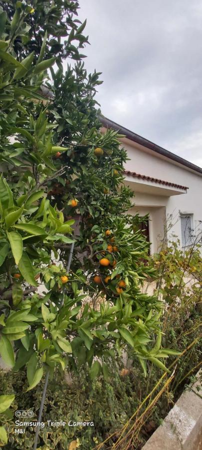 Villa Vecchia Oliva,Kuljica à Kukljica Extérieur photo